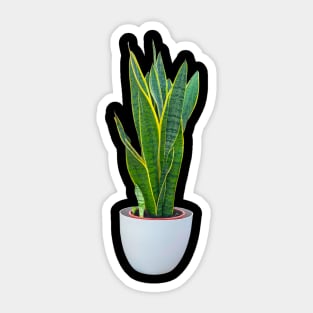 Sansevieria Sticker